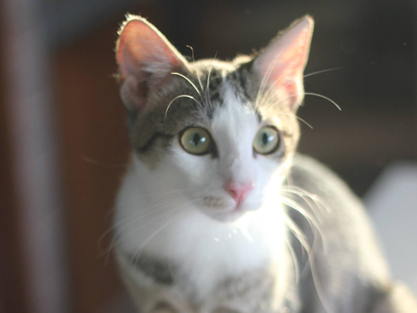 Adotta un gatto, taglia non valida, femmina, Milano