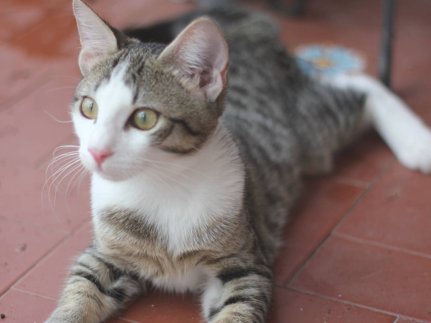 Vuoi adottare un gatto a Milano?