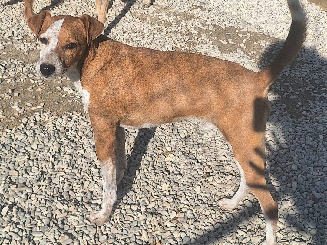 Adotta un cane, maschio, 3 anni  e 5 mesi , Teramo