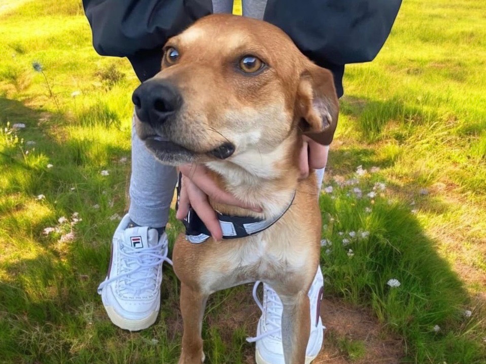 Foto dell'animale
