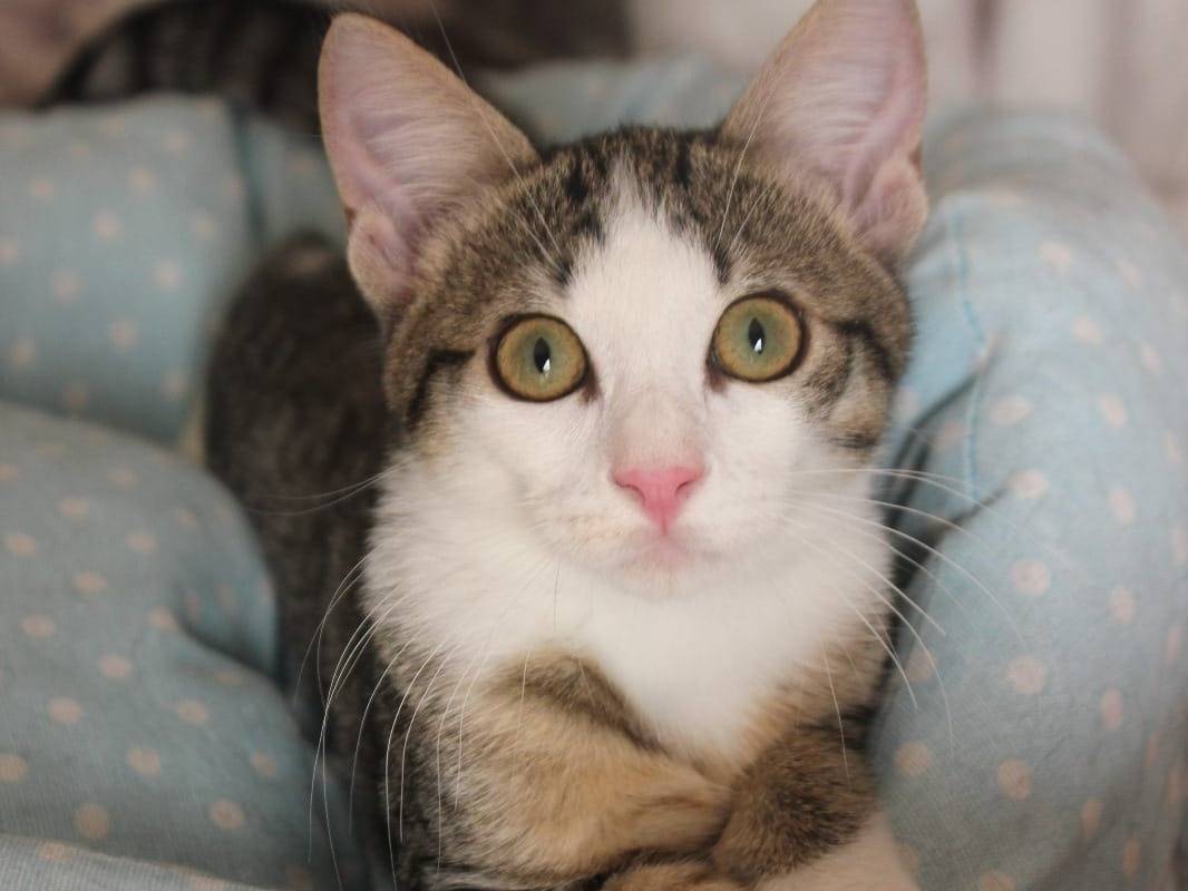 Adotta il gatto CHARLOTTE  a Milano