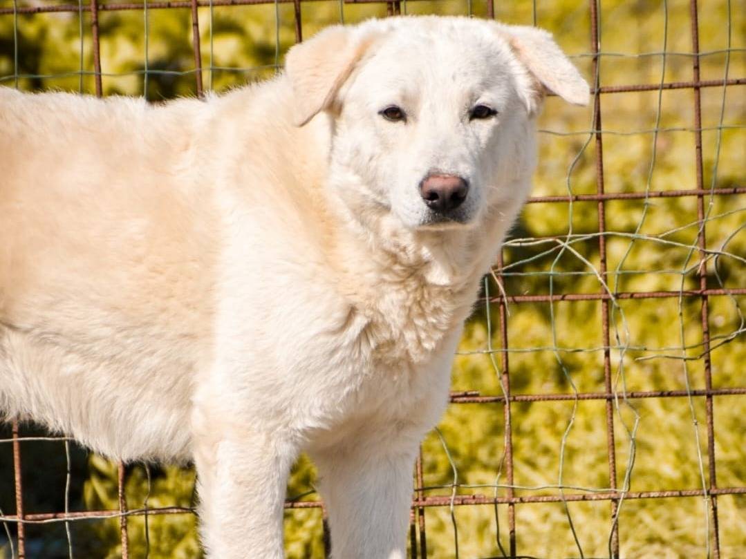 Adotta un cane, maschio, 3 anni  e 9 mesi , Crotone