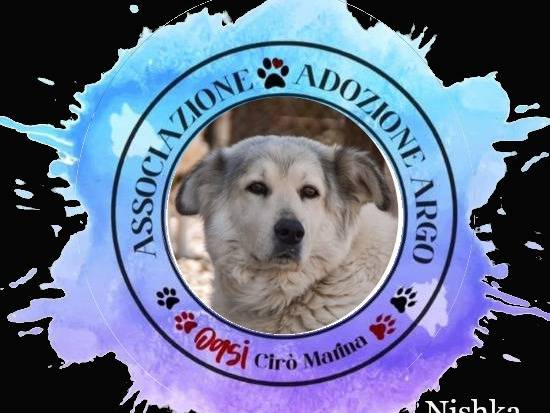 Adozione cane, femmina, Razza sconosciuta Razza sconosciuta, 10 anni e 1 mese, taglia media, Crotone