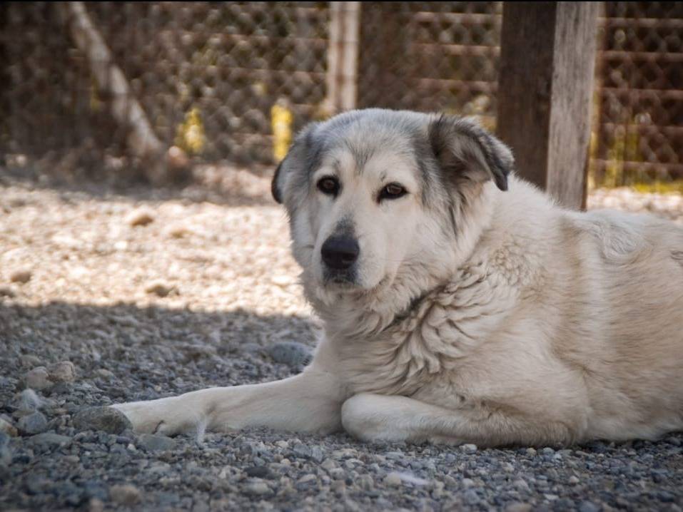 Adotta un cane, femmina, 10 anni e 1 mese, Crotone