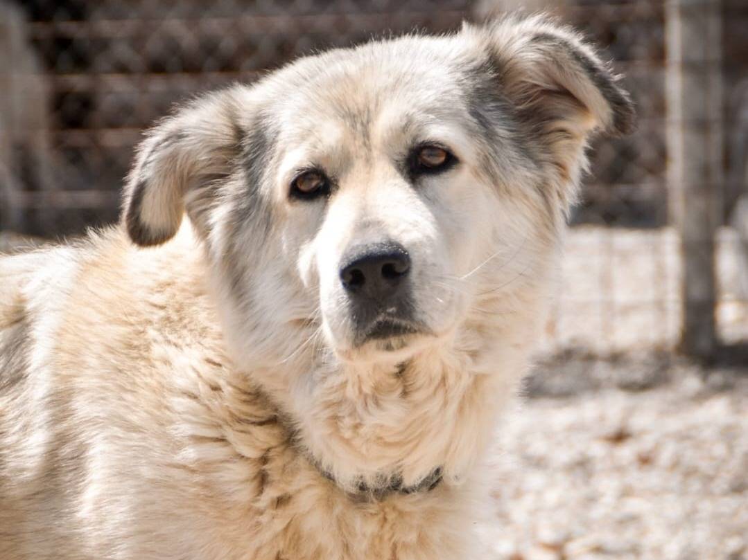 Adotta un cane, taglia media, femmina, Crotone