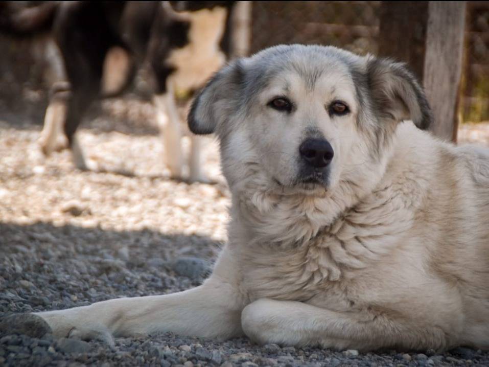 Vuoi adottare un cane a Crotone?