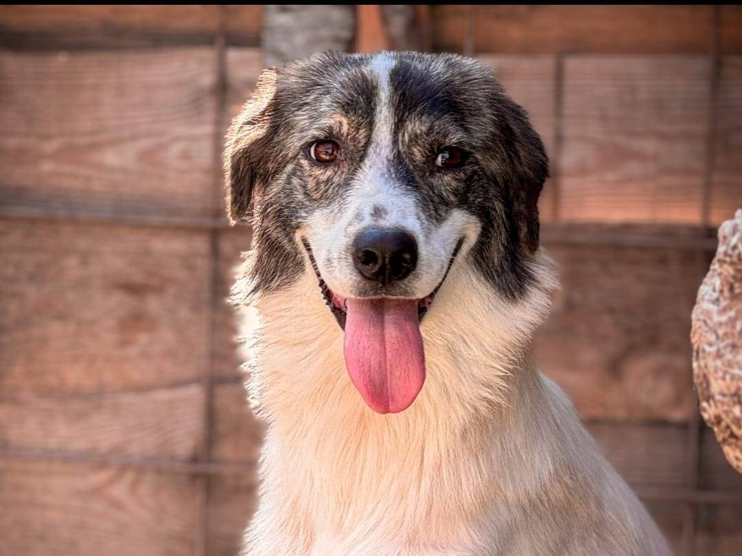 Adotta un cane, taglia media contenuta, femmina, Crotone