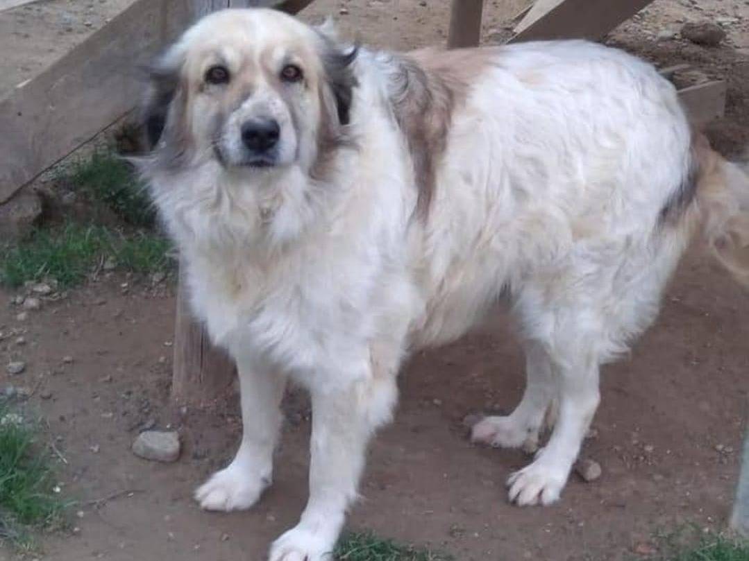 Adotta un cane, femmina, 10 anni e 1 mese, Crotone