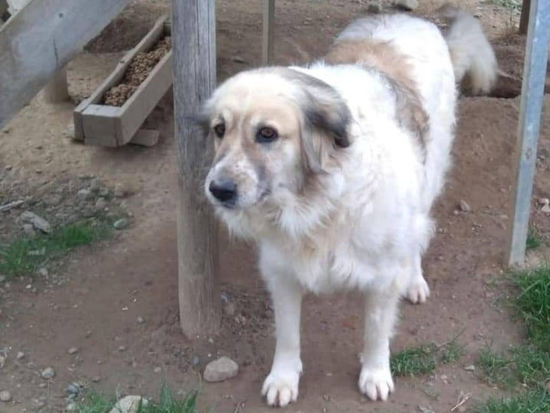 Adotta un cane, taglia gigante, femmina, Crotone