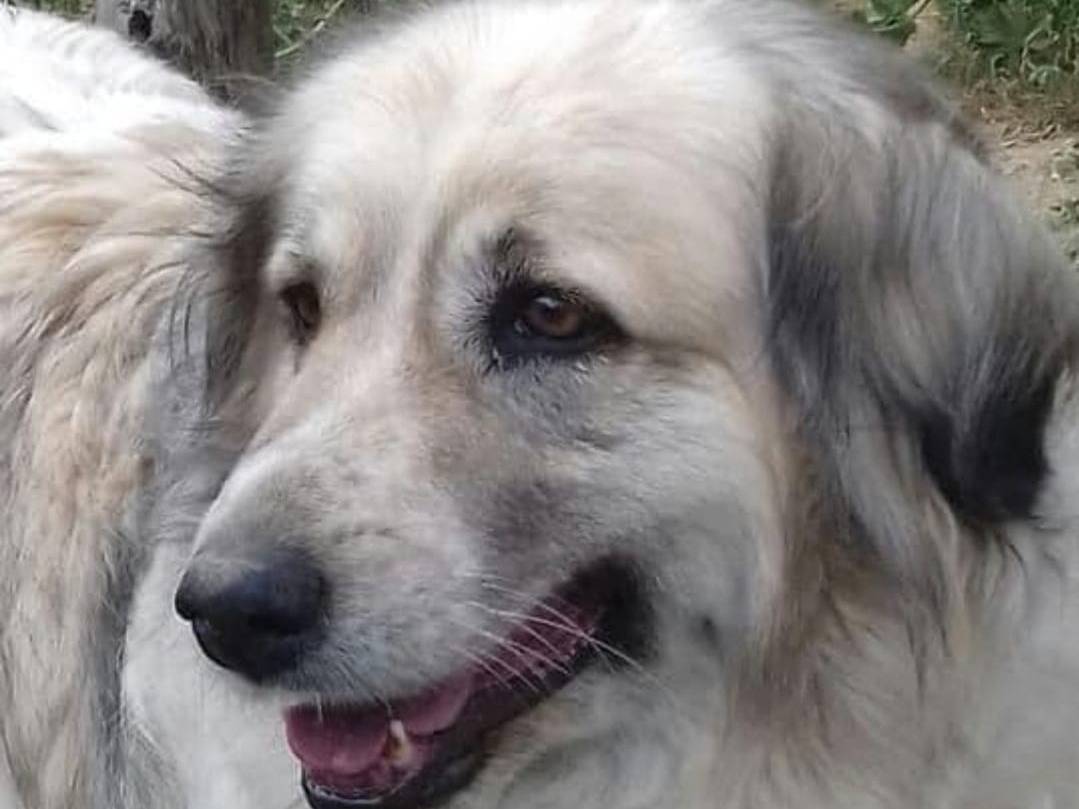 Adotta il cane REGINA a Crotone
