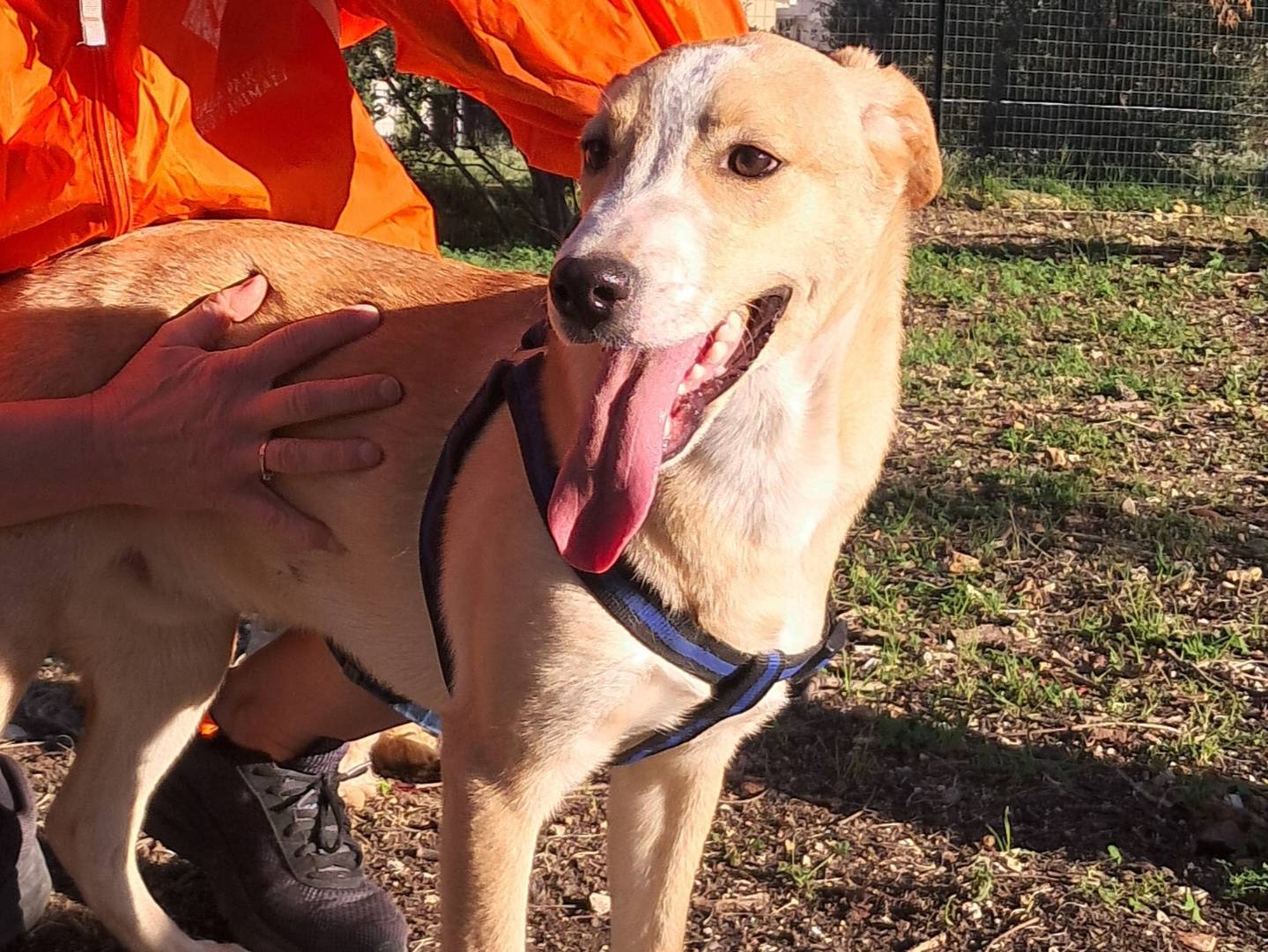 Vuoi adottare un cane a Agrigento?