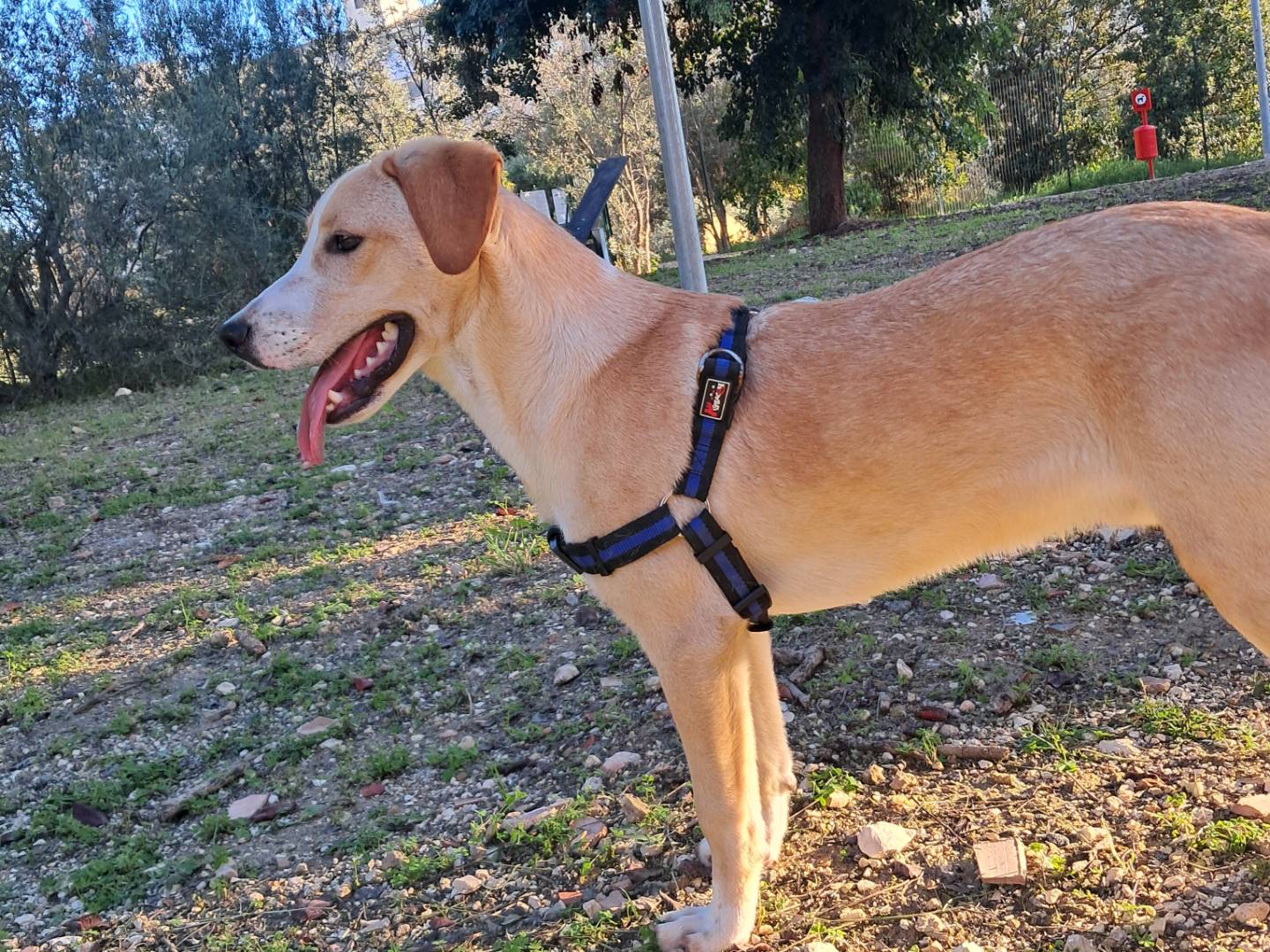 Adotta un cane, taglia media, maschio, Agrigento