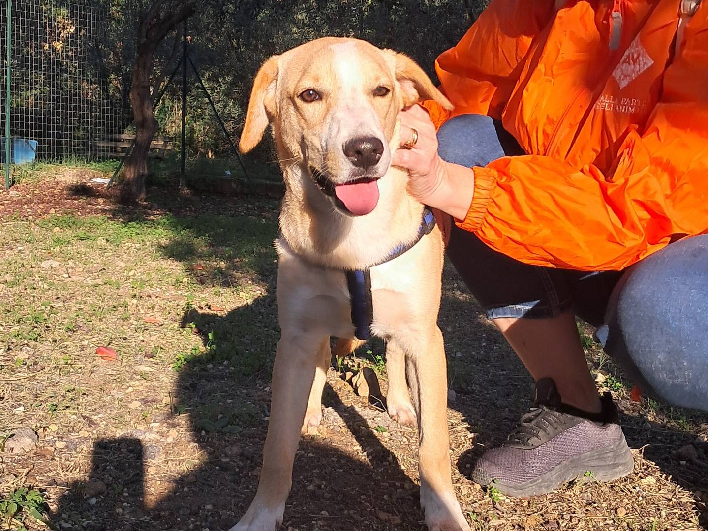Adotta un cane, maschio, 11 mesi, Agrigento