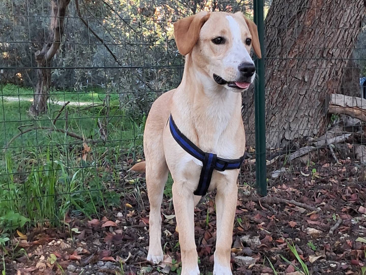 Adotta il cane Marcus a Agrigento