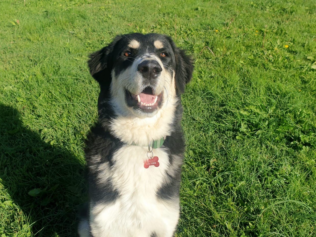 Adotta il cane Whisky  a Frosinone