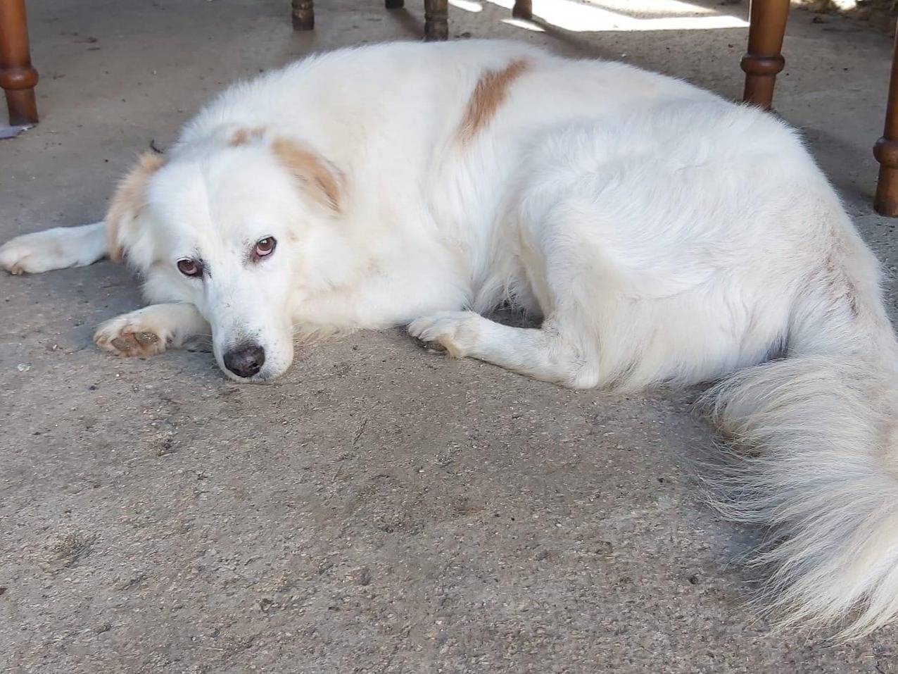 Adozione cane, maschio, Razza sconosciuta Razza sconosciuta, 9 anni  e 7 mesi , taglia media, Roma