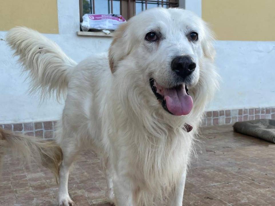 Adotta un cane, maschio, 9 anni  e 7 mesi , Roma