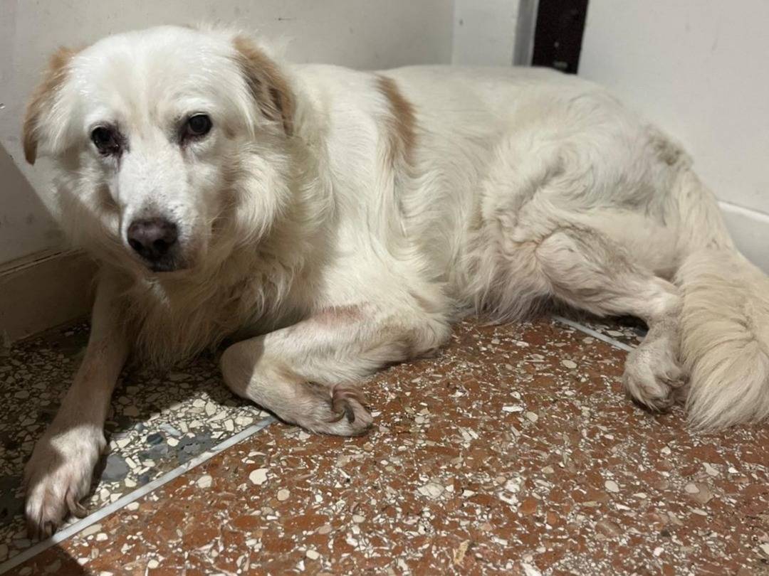 Adotta un cane, taglia media, maschio, Roma