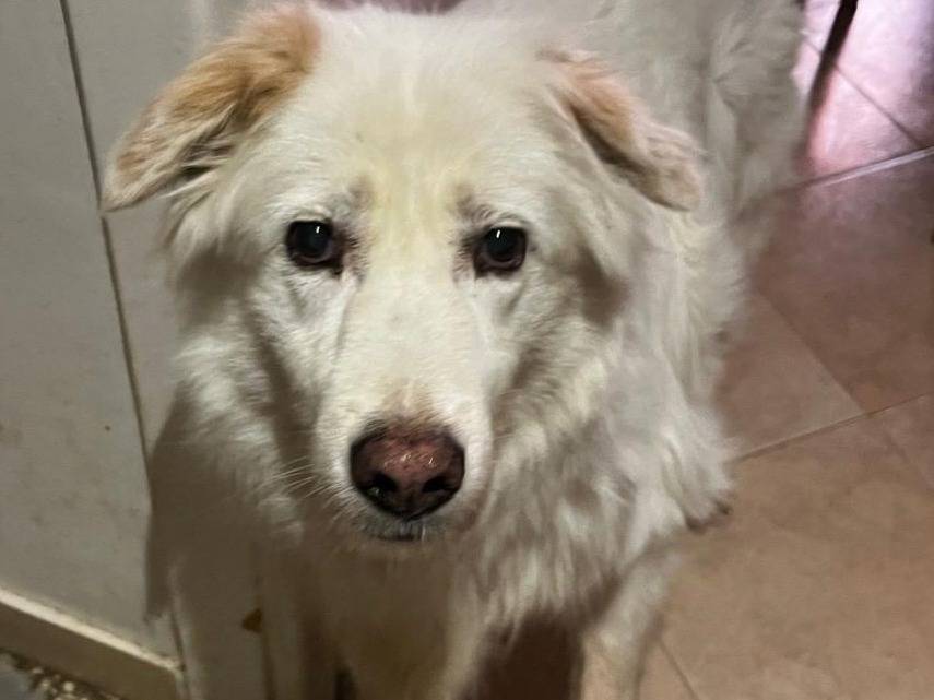 Adotta un cane, femmina, 9 anni  e 9 mesi , Roma