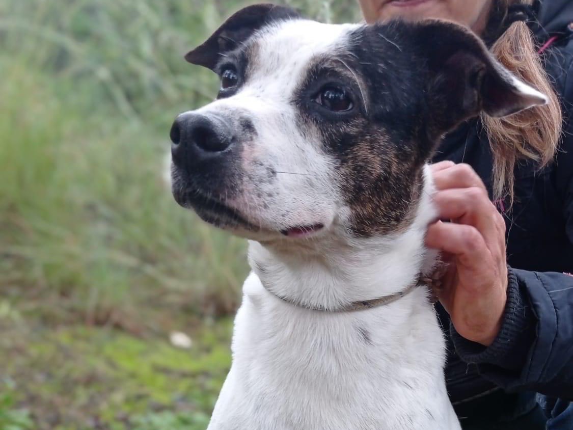Adozione cane, femmina, Razza sconosciuta Razza sconosciuta, 7 anni  e 5 mesi , taglia media, Latina