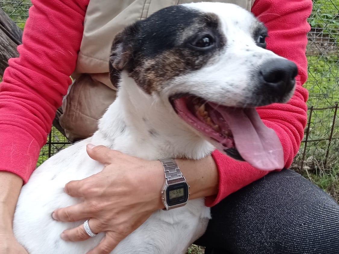 Adotta un cane, femmina, 7 anni  e 5 mesi , Latina