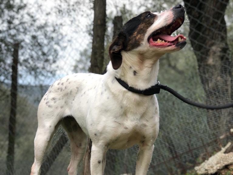 Adotta un cane, taglia media, femmina, Latina