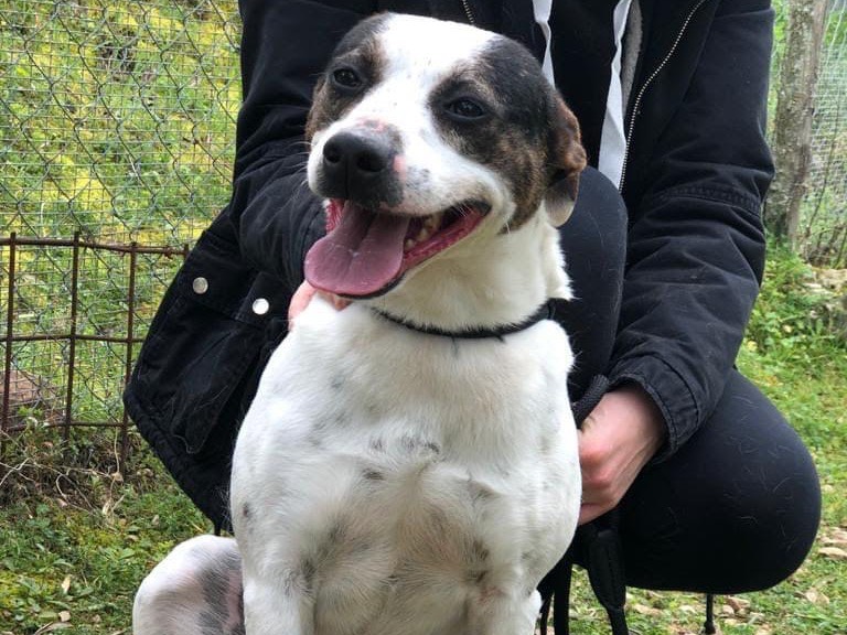 Vuoi adottare un cane a Latina?