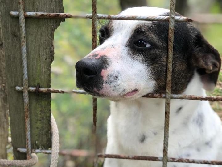 Adotta il cane Catia a Latina