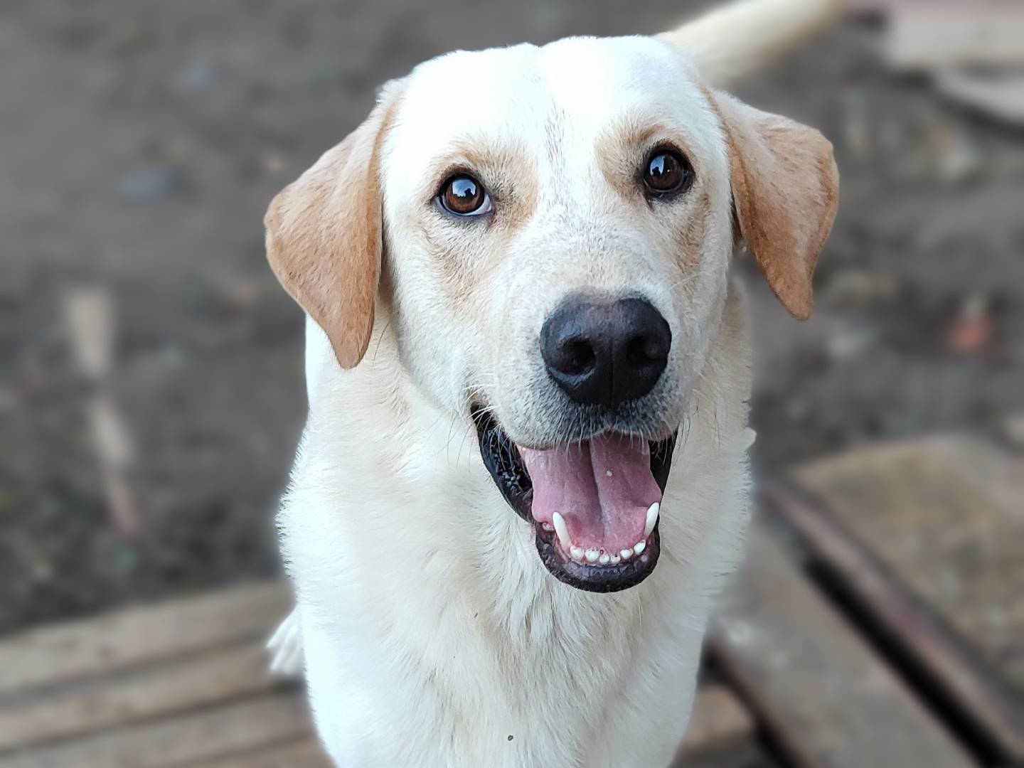Adotta un cane, maschio, 2 anni , Messina