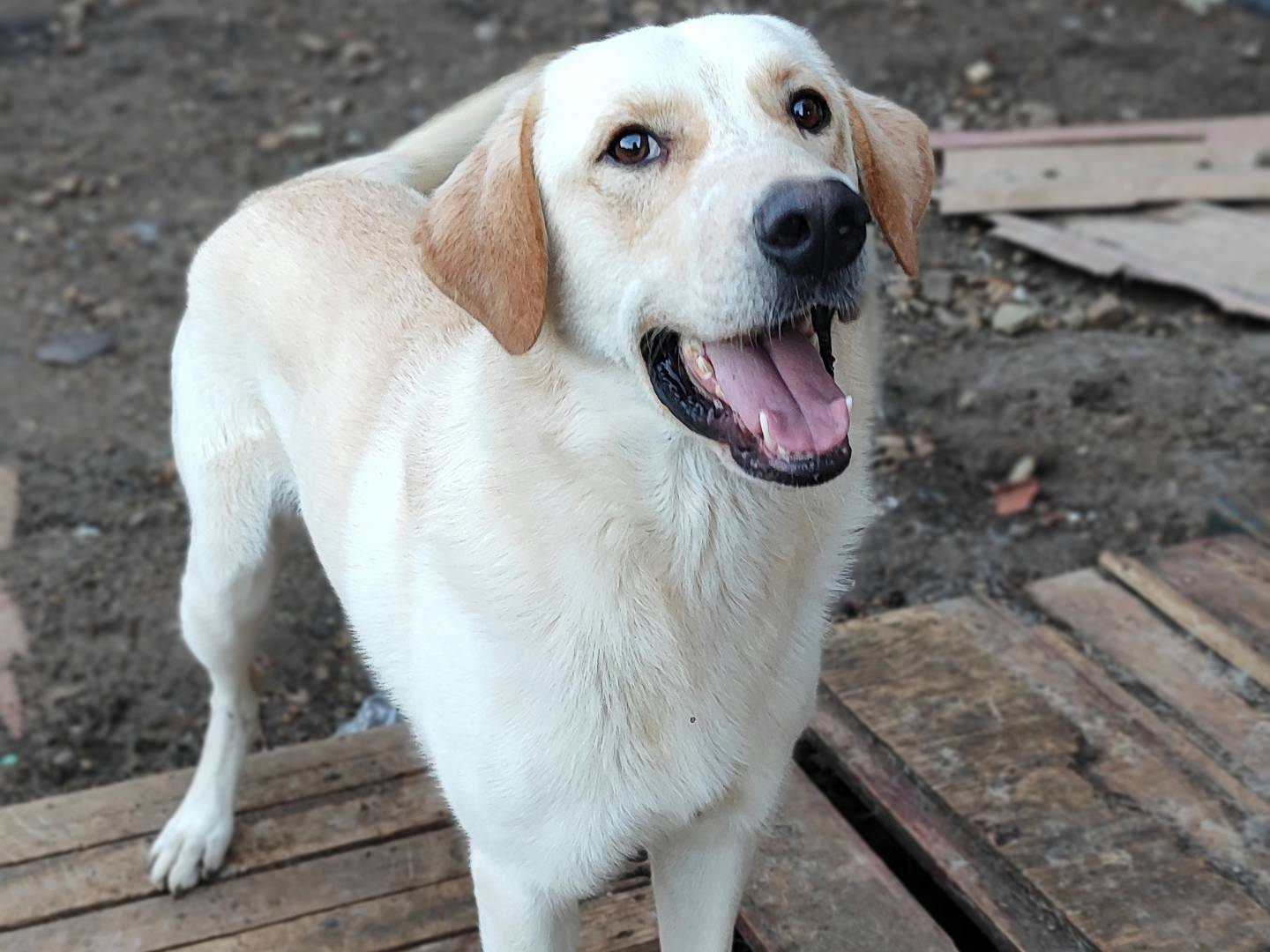 Adotta un cane, taglia grande, maschio, Messina