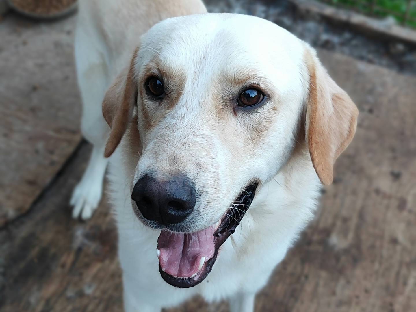 Vuoi adottare un cane a Messina?
