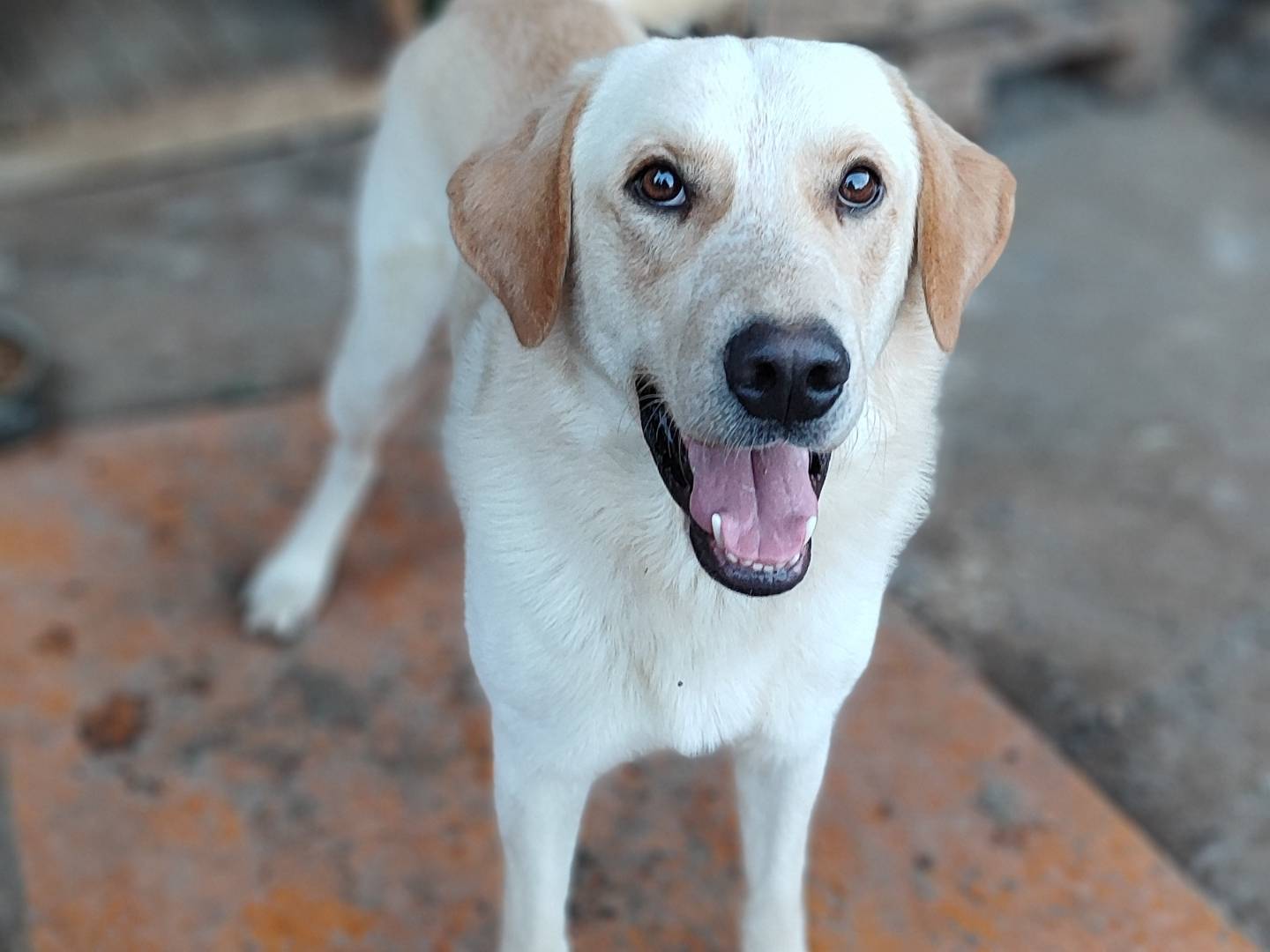 Adotta il cane CIKO a Messina