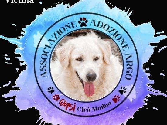 Adozione cane, femmina, Pastore svizzero Razza sconosciuta, 4 anni  e 10 mesi , taglia grande, Crotone