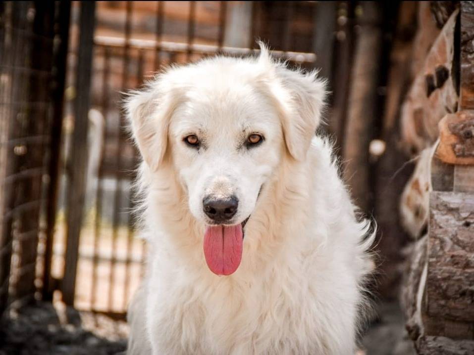 Adotta un cane, femmina, 4 anni  e 10 mesi , Crotone