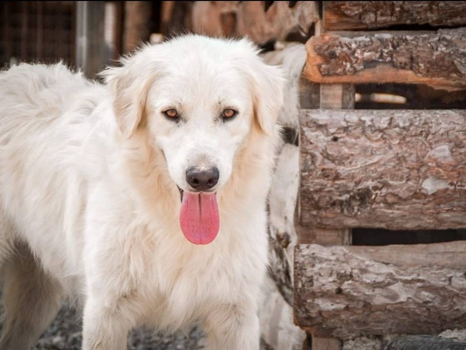 Adotta un cane, taglia grande, femmina, Crotone