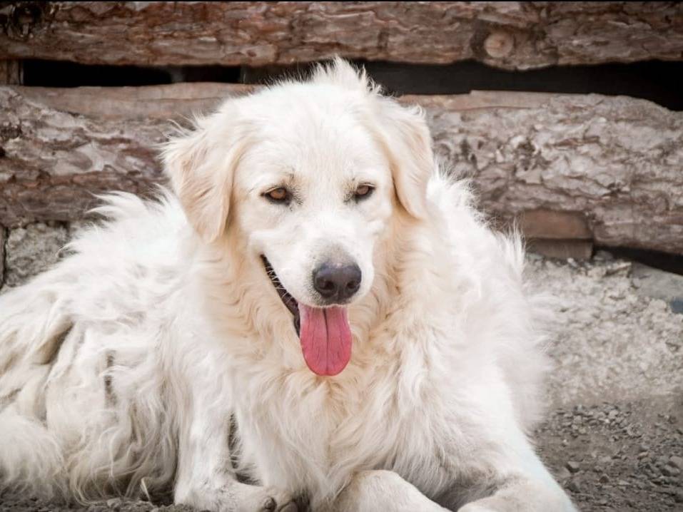 Vuoi adottare un cane a Crotone?
