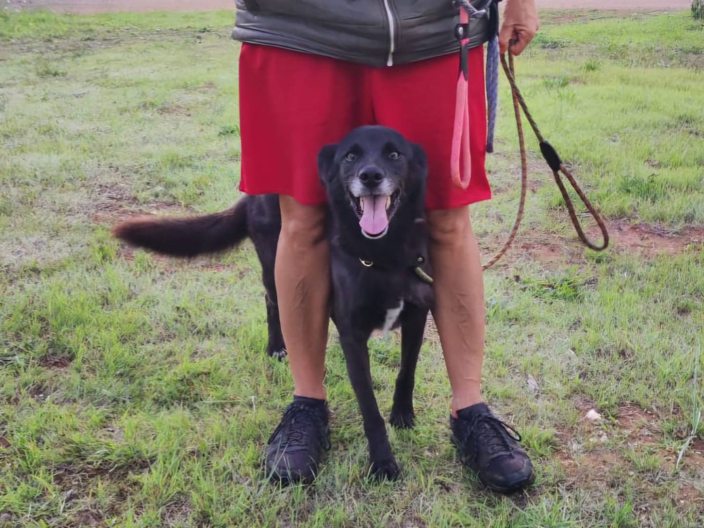 Adotta un cane, maschio, 6 anni  e 4 mesi , Bari