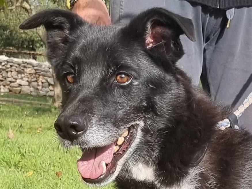 Adotta un cane, taglia media, maschio, Bari