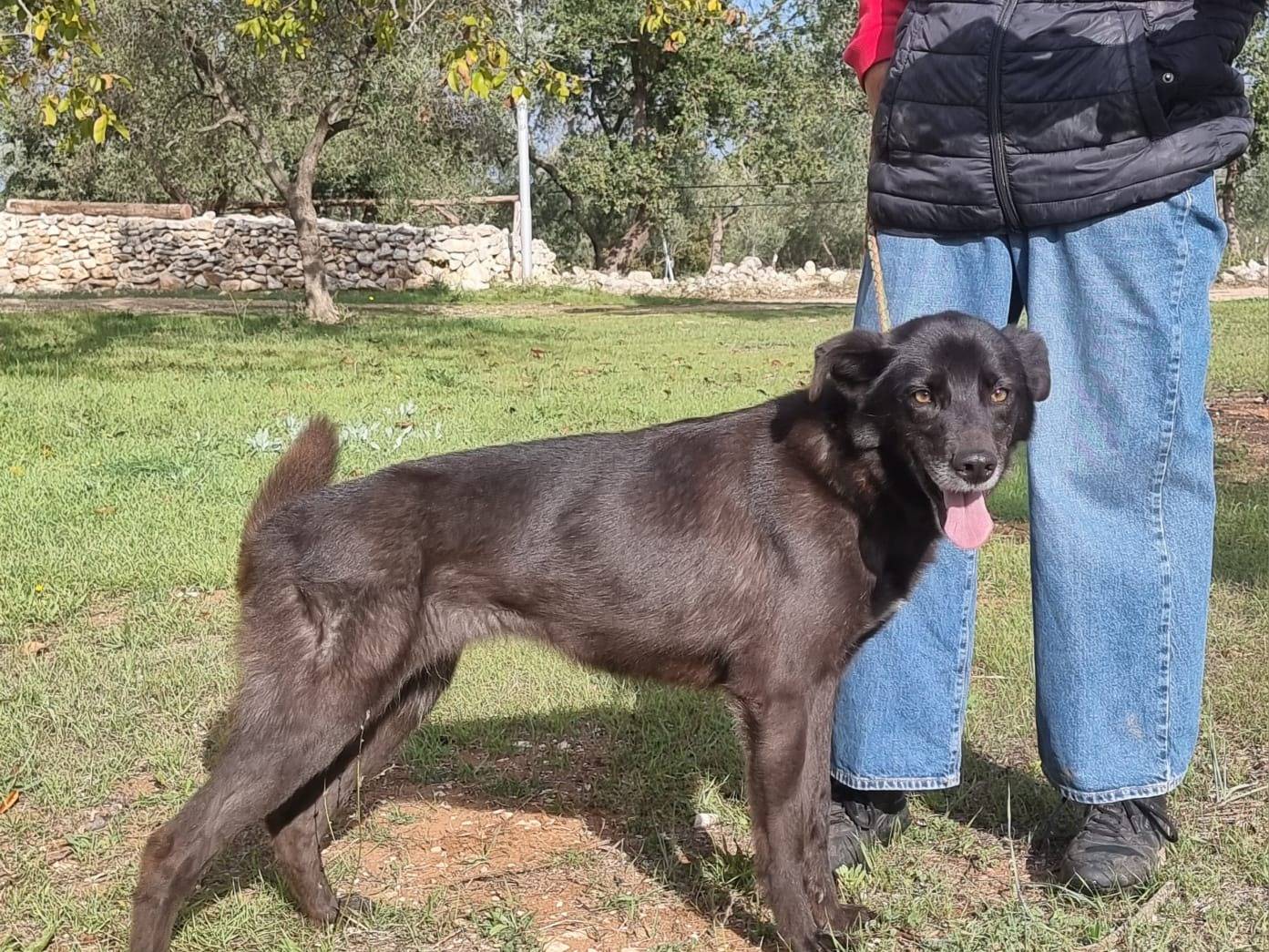 Vuoi adottare un cane a Bari?