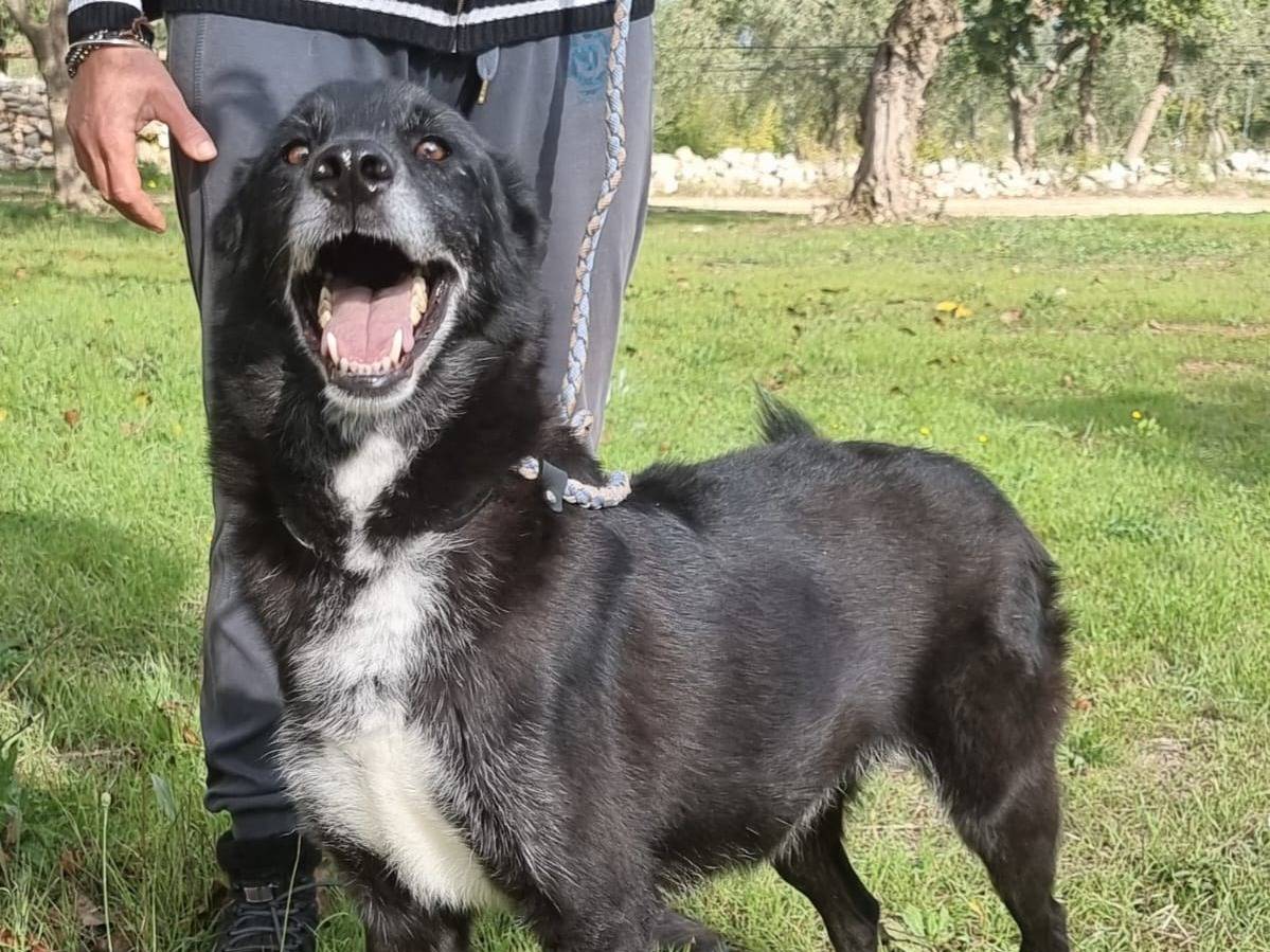 Adotta il cane Crik e Crok a Bari