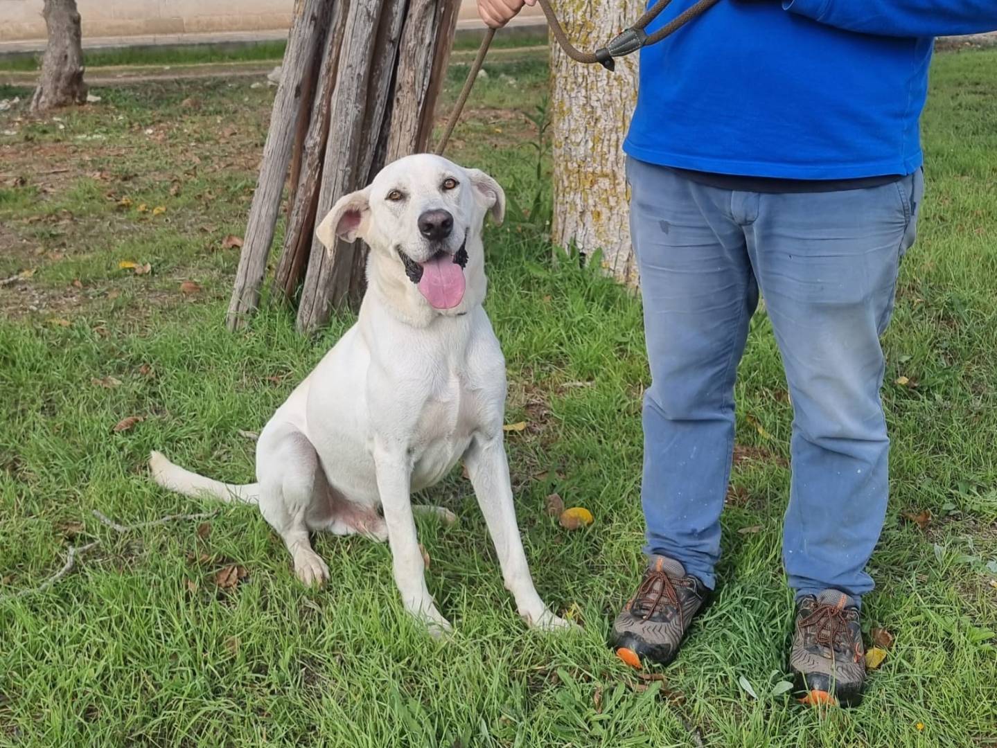 Adotta un cane, taglia gigante, maschio, Bari