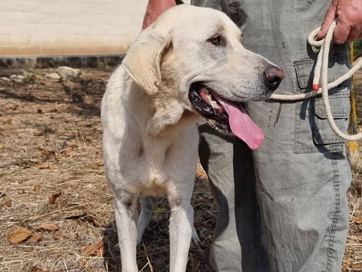 Adotta il cane Lemon a Bari