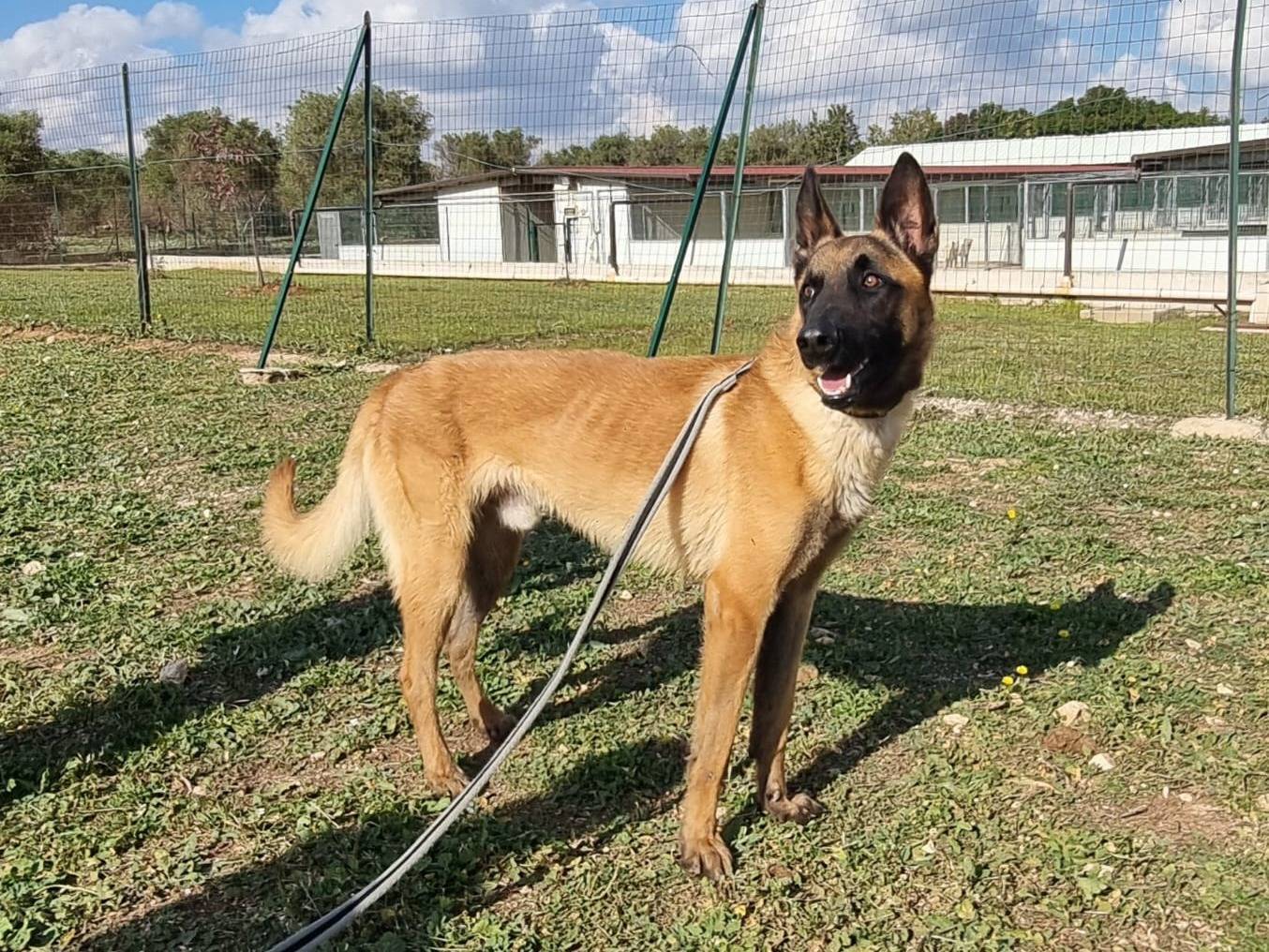 Adotta il cane Malin a Bari