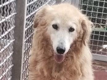 Adozione cane, maschio, Pastore maremmano Razza sconosciuta, 10 anni , taglia media, Viterbo