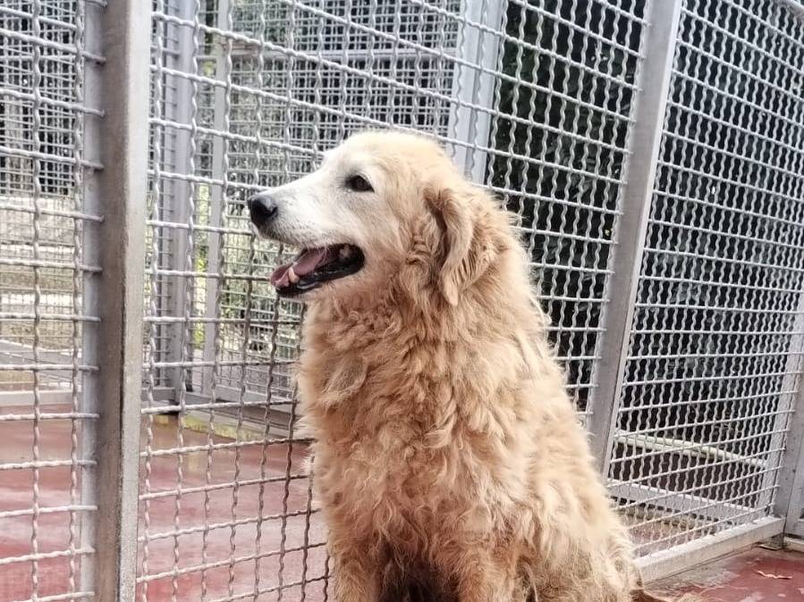Adotta un cane, maschio, 10 anni , Viterbo