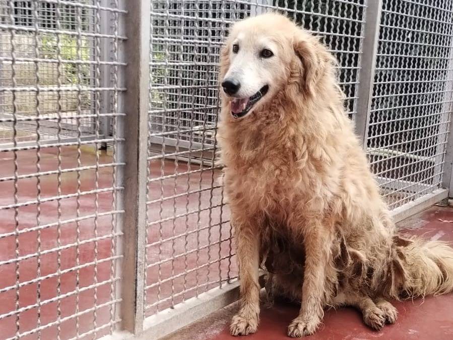 Adotta un cane, taglia media, maschio, Viterbo