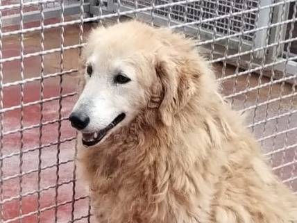 Vuoi adottare un cane a Viterbo?