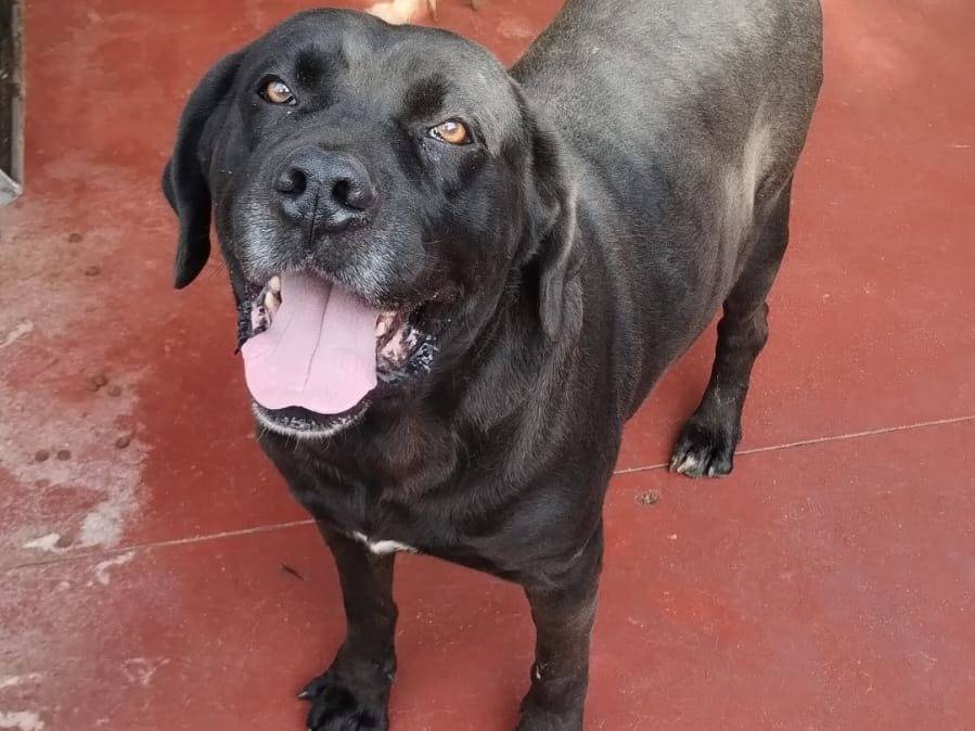 Adotta un cane, maschio, 8 anni  e 4 mesi , Viterbo