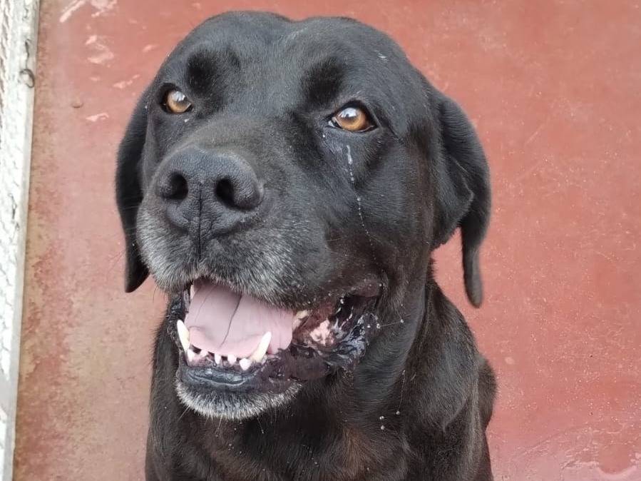 Adotta un cane, taglia grande, maschio, Viterbo