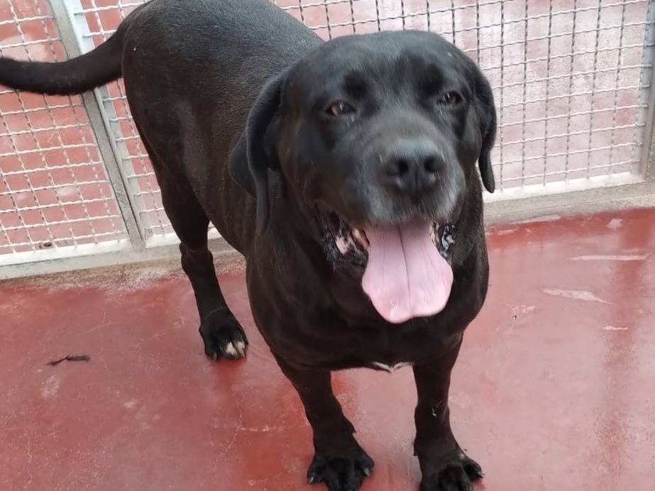 Vuoi adottare un cane a Viterbo?